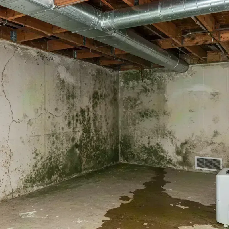 Professional Mold Removal in Mount Oliver, PA